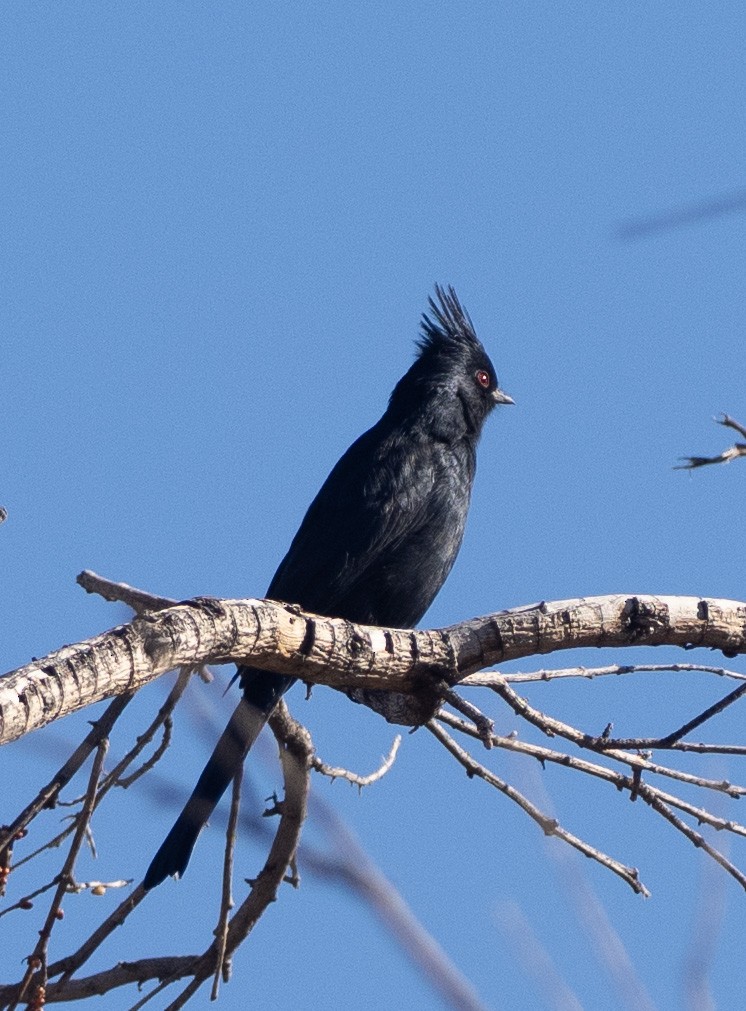 Phainopepla - ML646454529