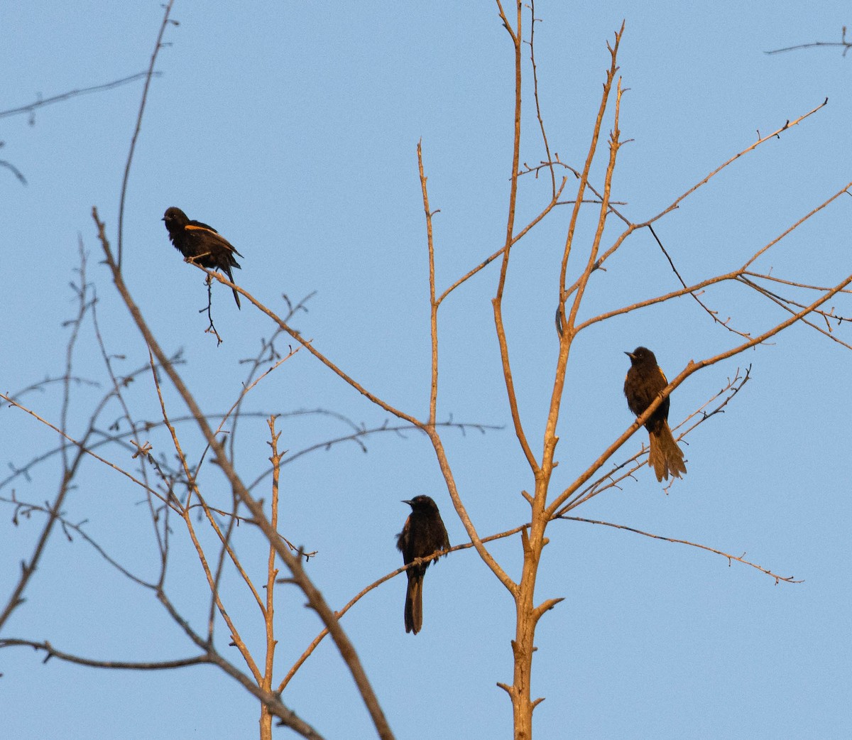 Variable Oriole - ML646454530