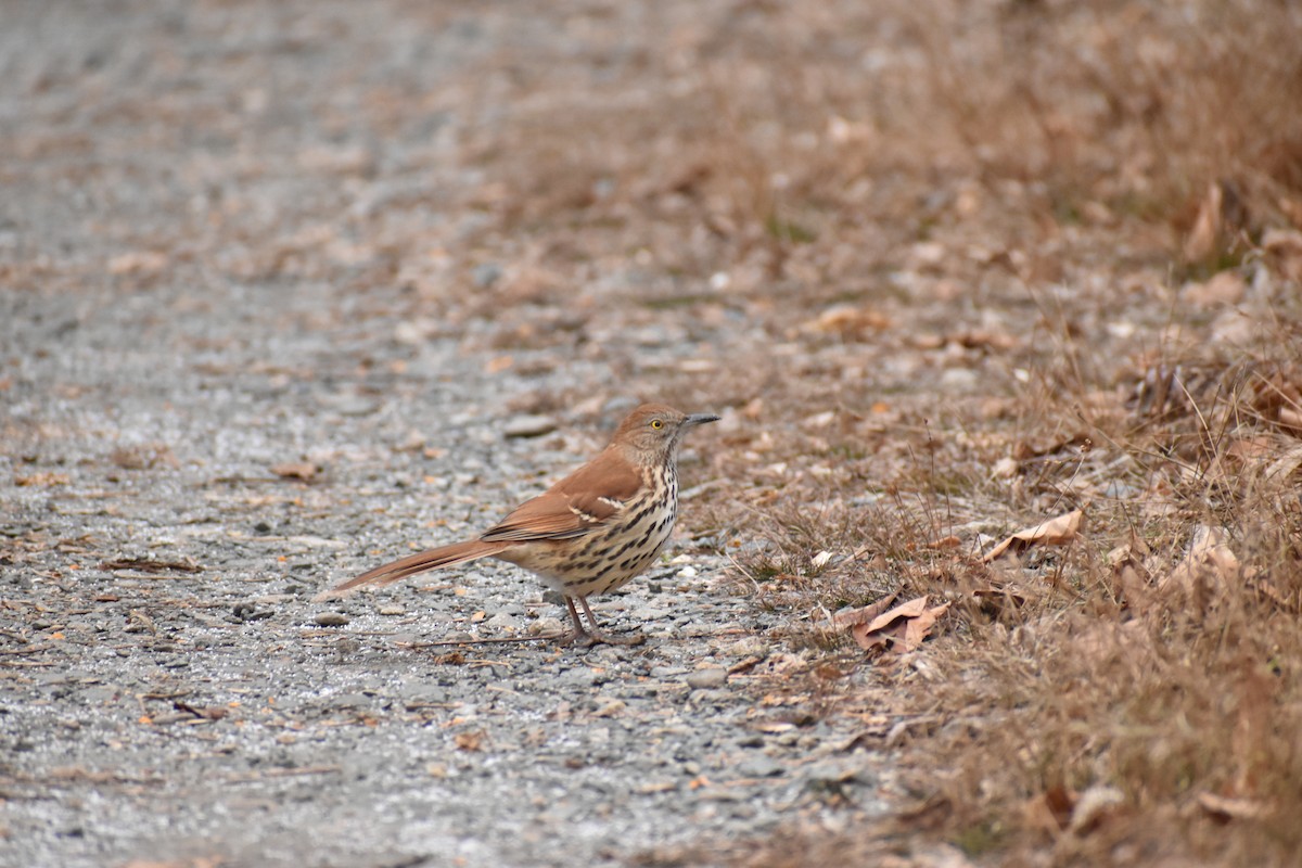 Kahverengi Çöpçü - ML646454531