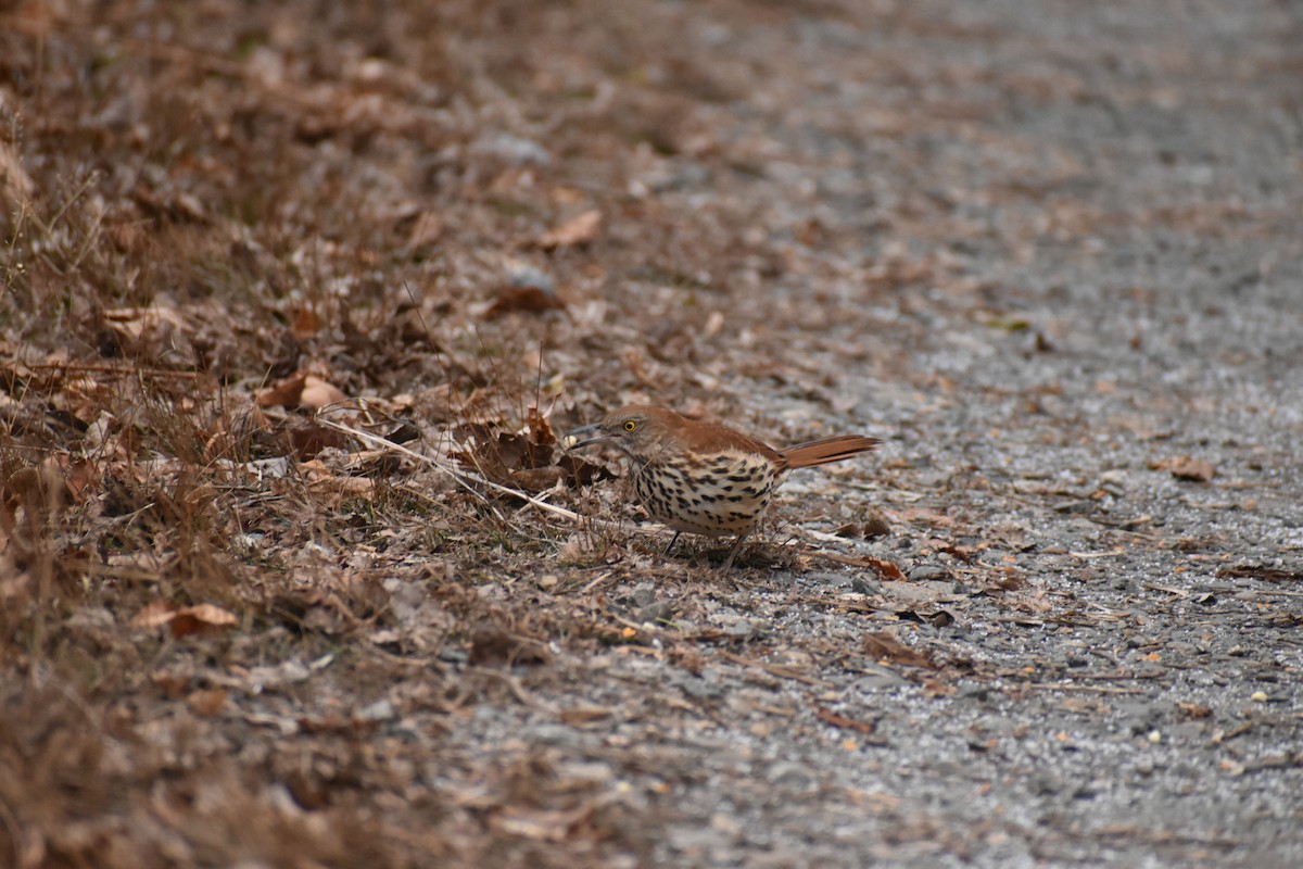 Kahverengi Çöpçü - ML646454532