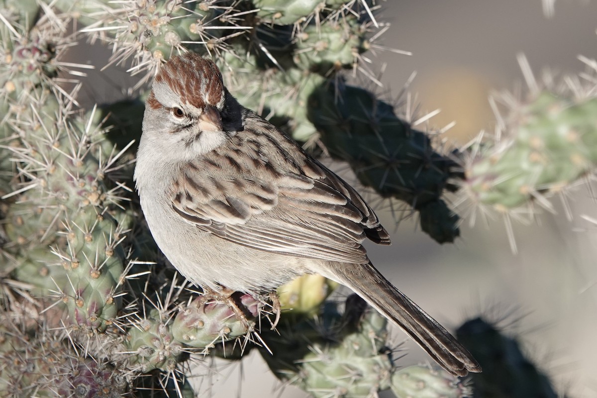 Rufous-winged Sparrow - ML646454538