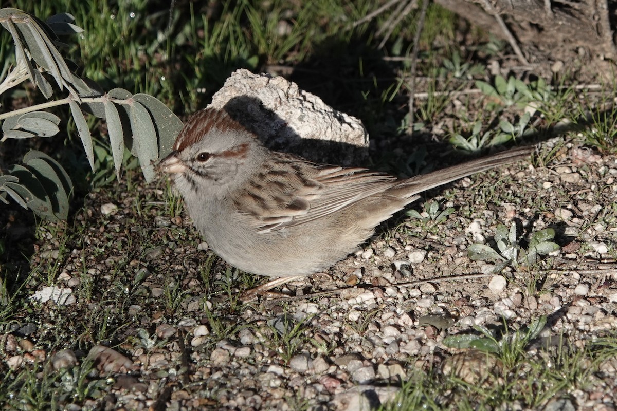 Rufous-winged Sparrow - ML646454539