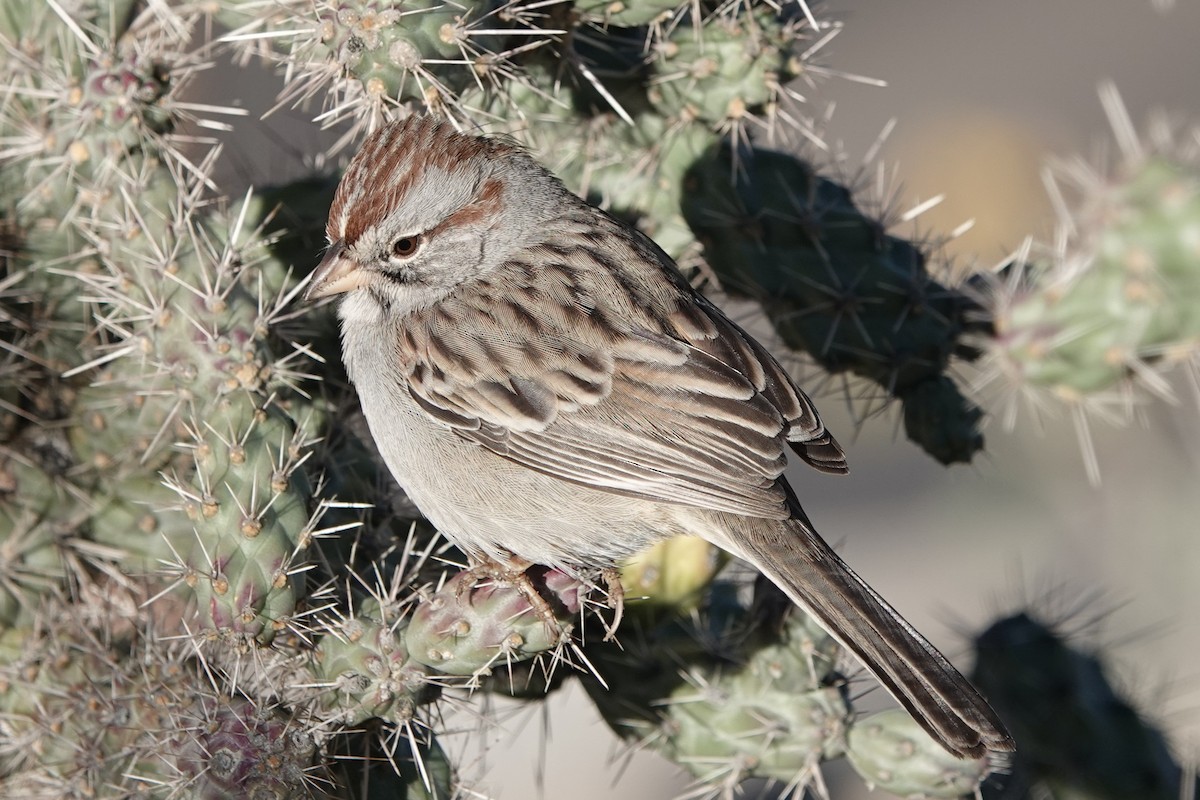 Rufous-winged Sparrow - ML646454540
