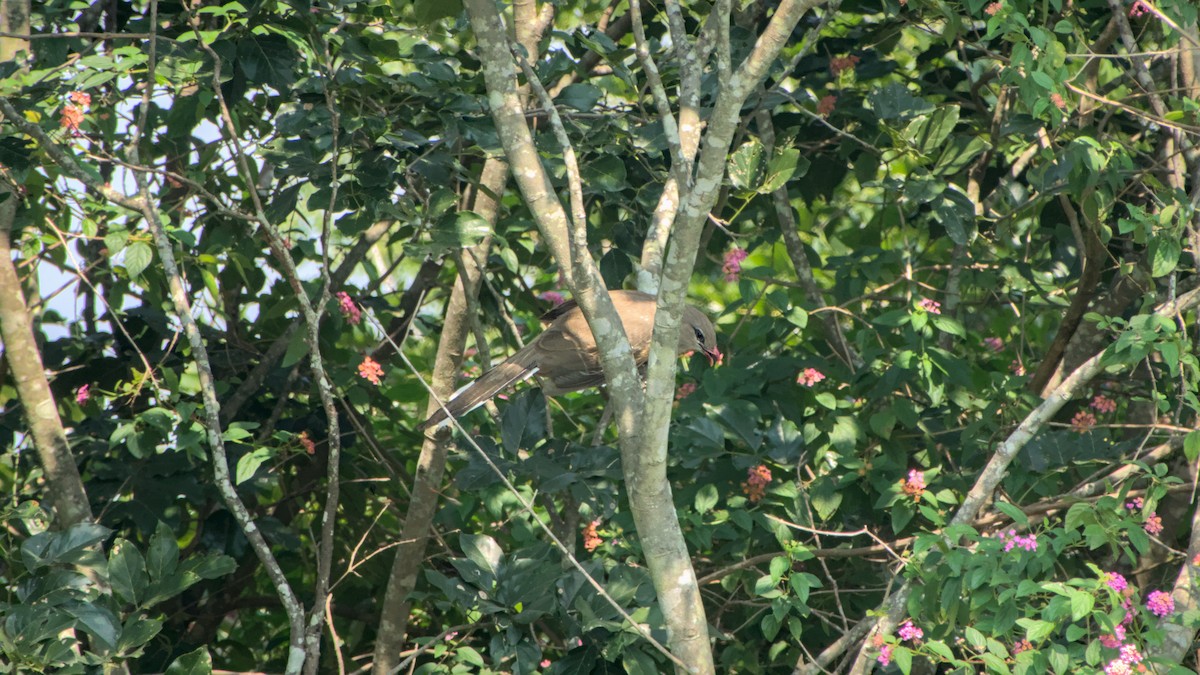 kukačka indická - ML646454544