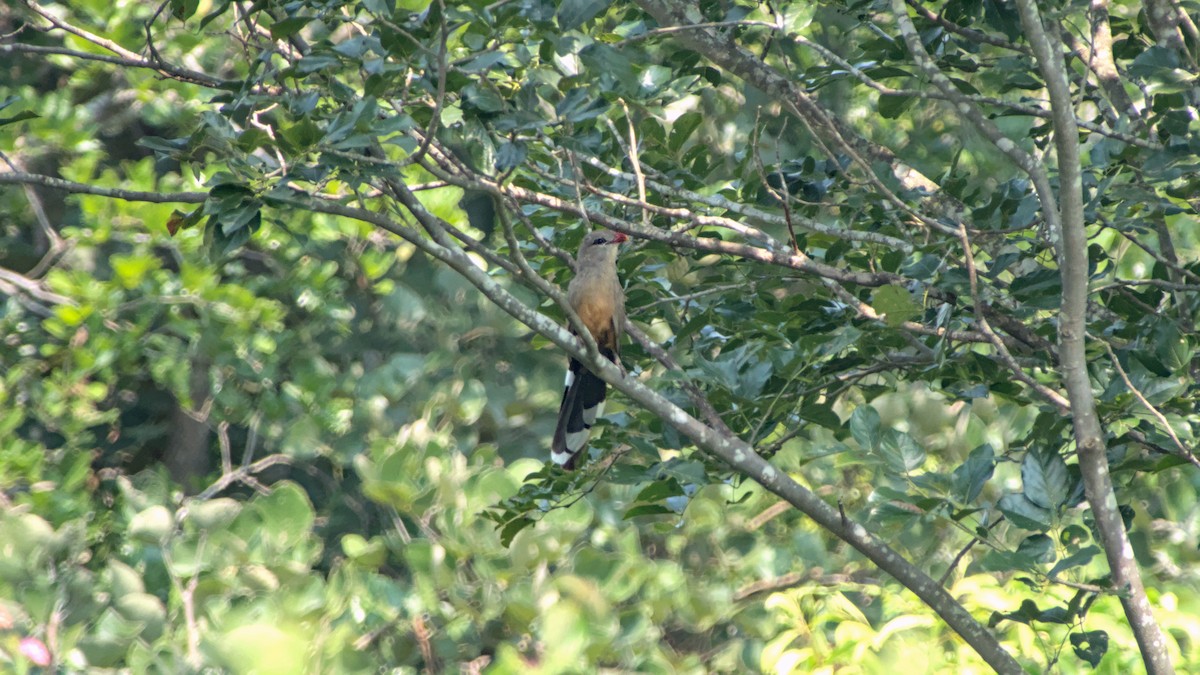 kukačka indická - ML646454545