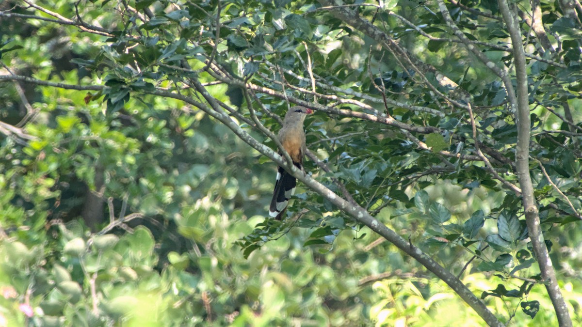 kukačka indická - ML646454546