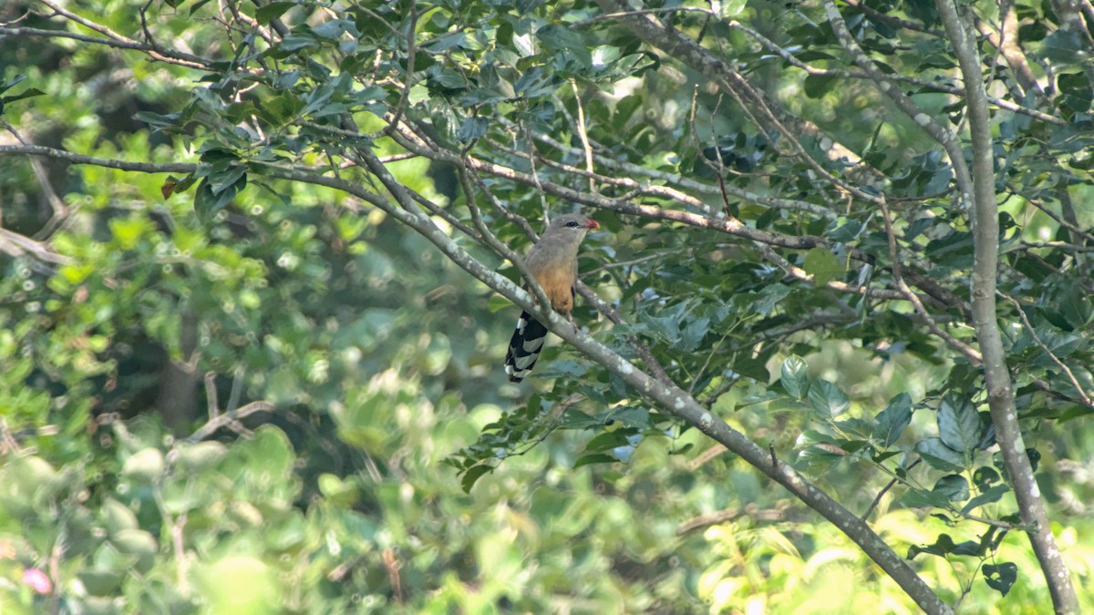 kukačka indická - ML646454547