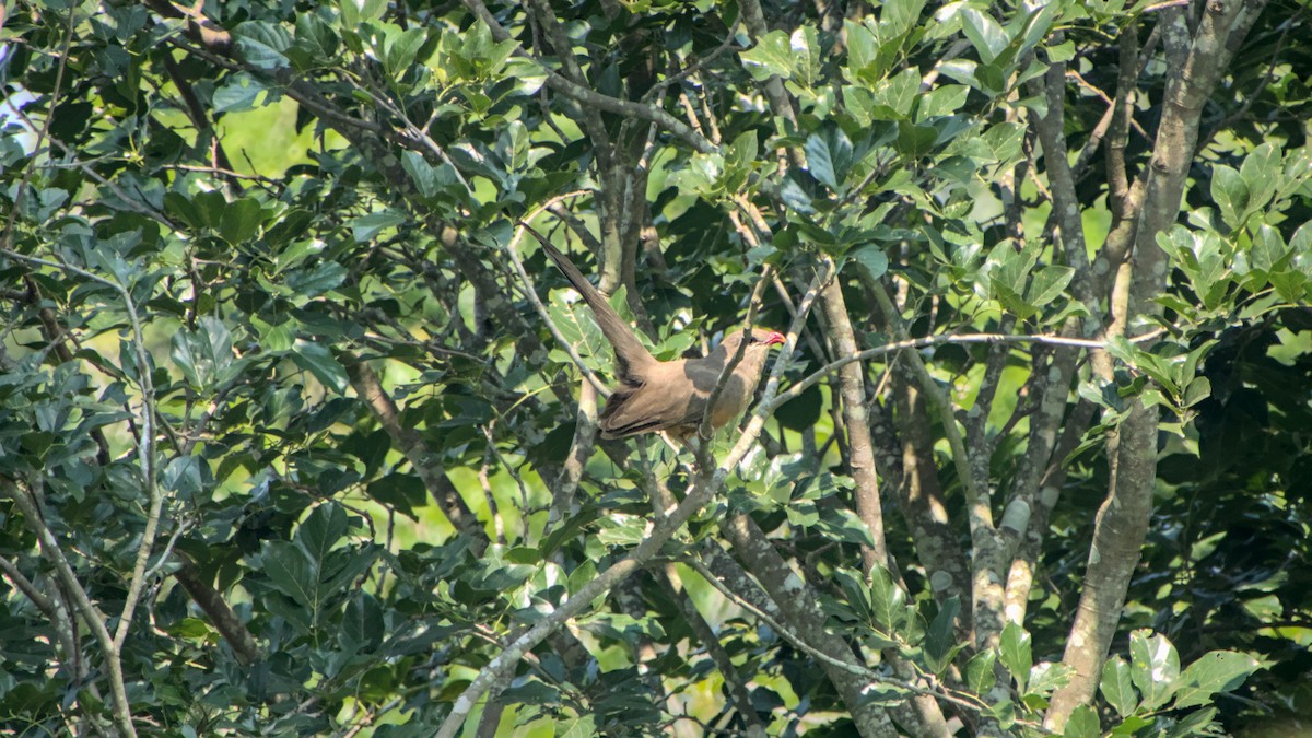 kukačka indická - ML646454548