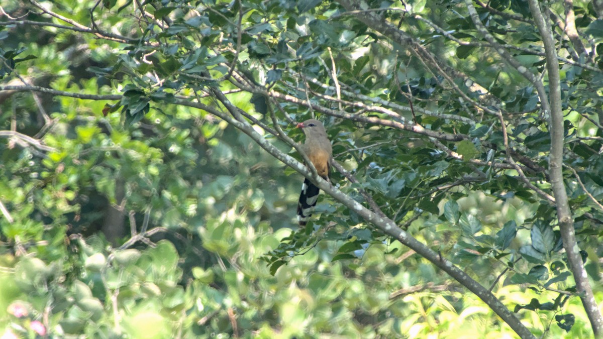 kukačka indická - ML646454549