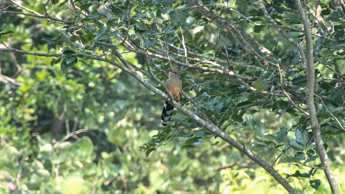 kukačka indická - ML646454550