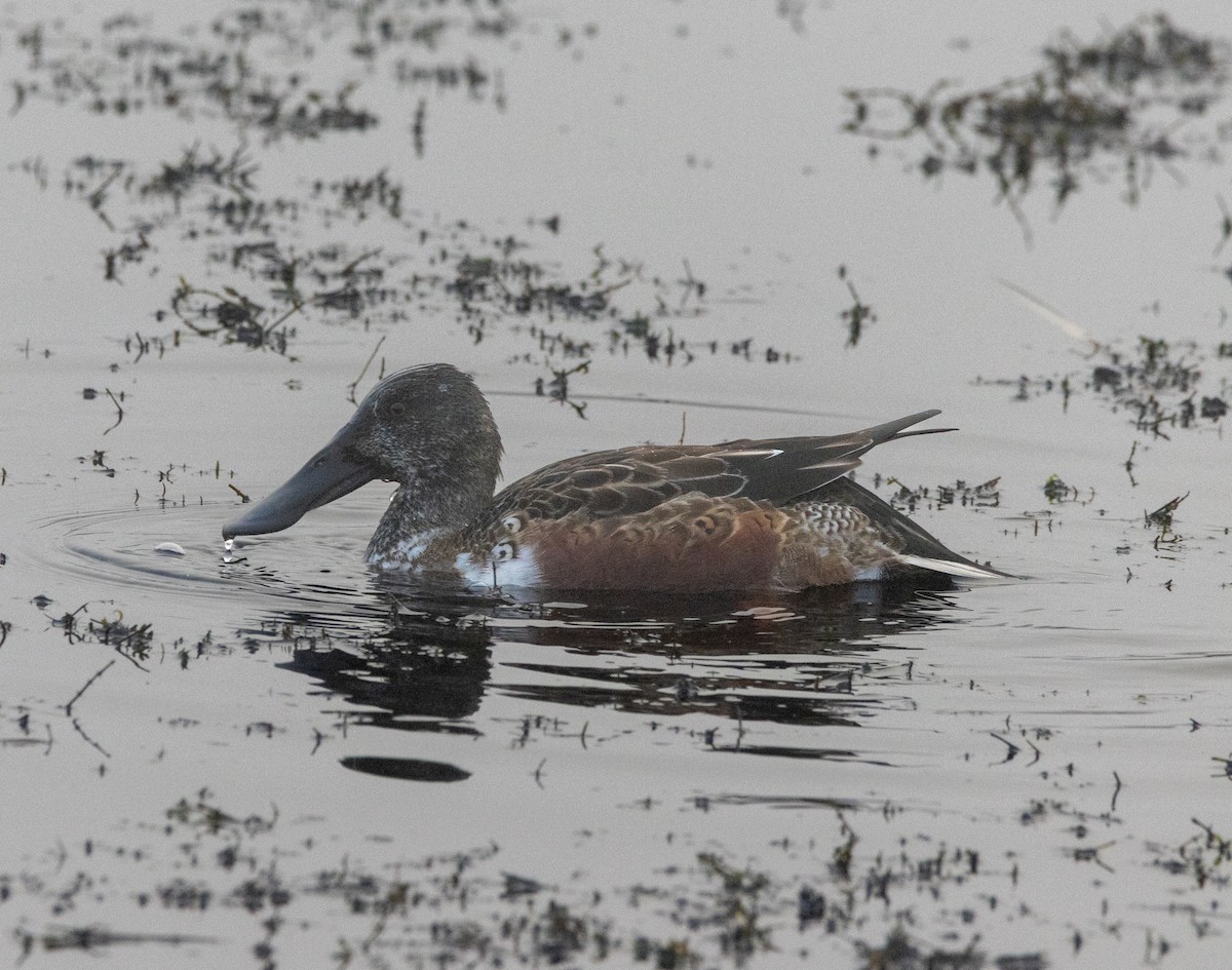 Northern Shoveler - ML646454552