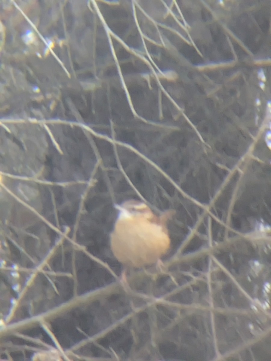 チャバラマユミソサザイ - ML646454553