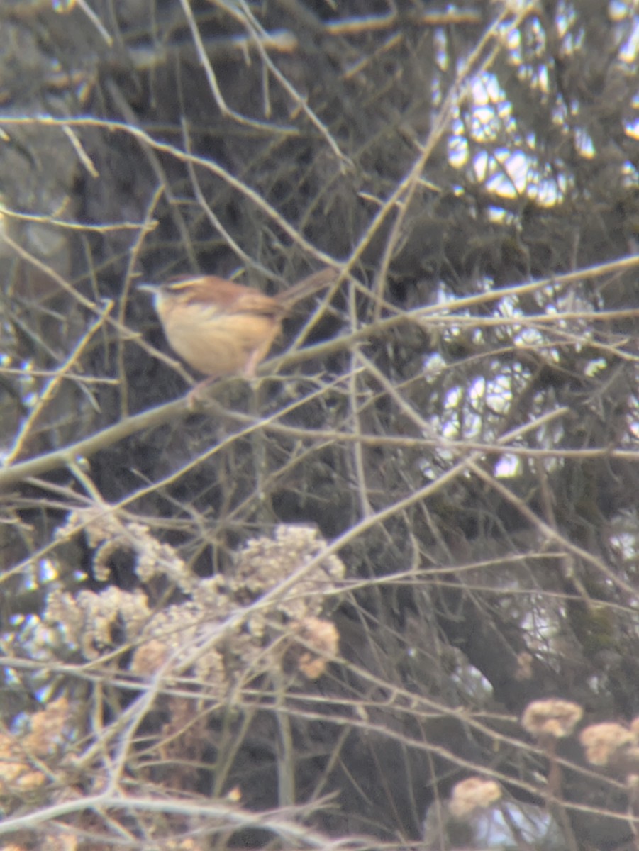 チャバラマユミソサザイ - ML646454554