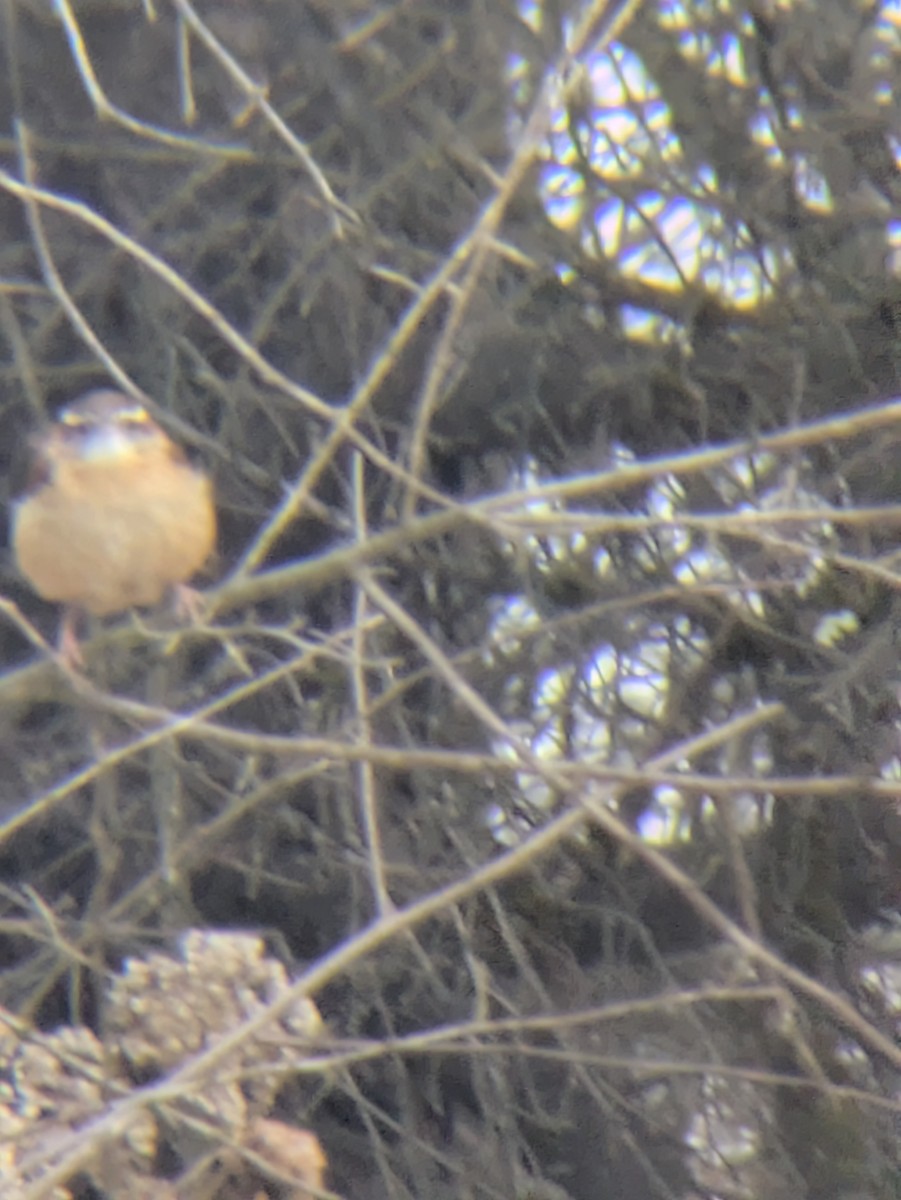 チャバラマユミソサザイ - ML646454555