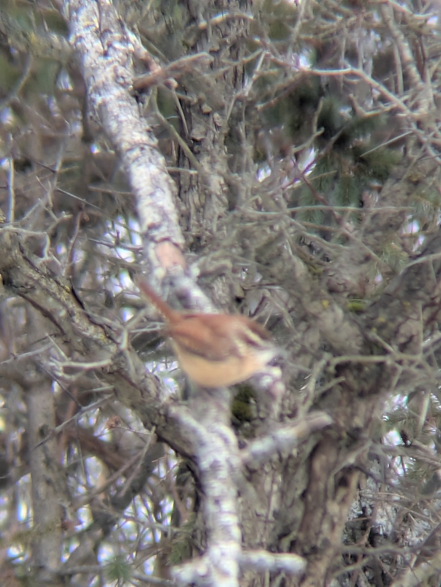 チャバラマユミソサザイ - ML646454556