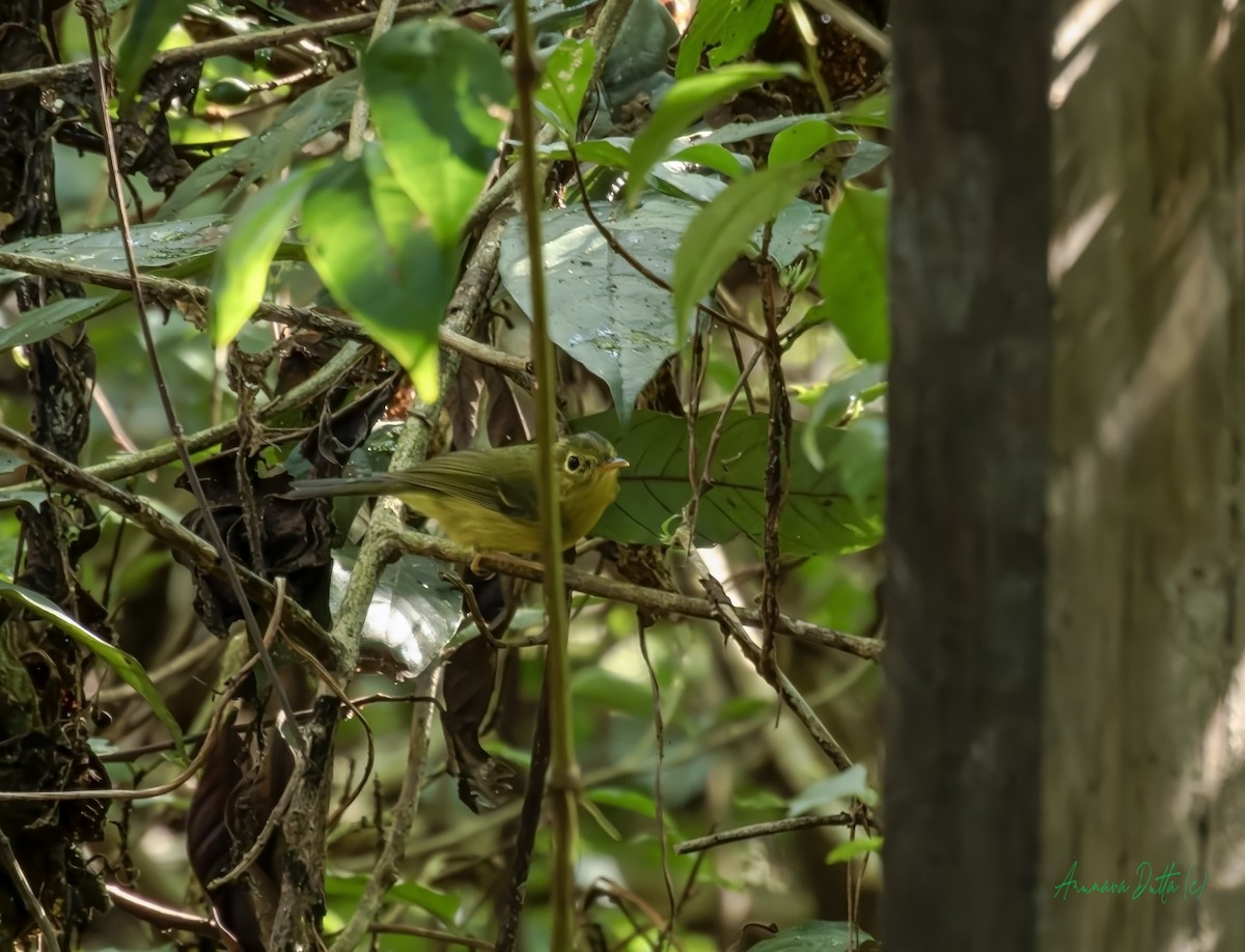 Whistler's Warbler - ML646454557