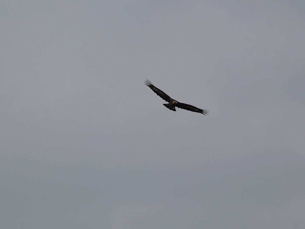 Golden Eagle - ML646454558