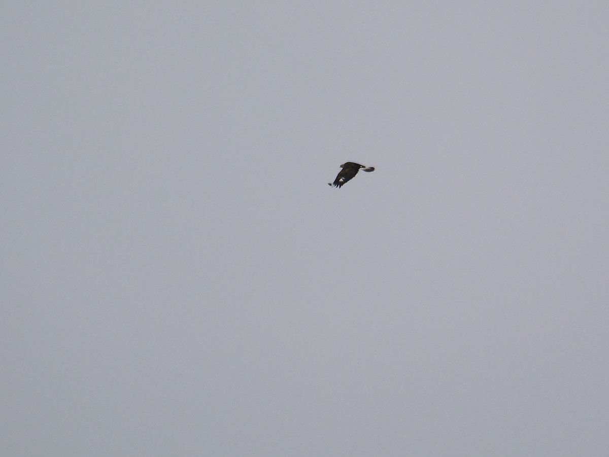 Golden Eagle - ML646454559