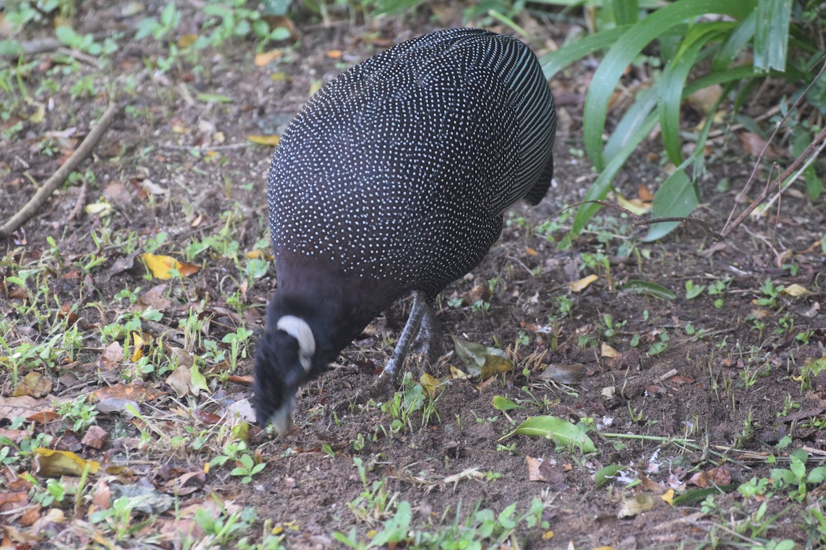 perlička bělošíjná - ML646454564