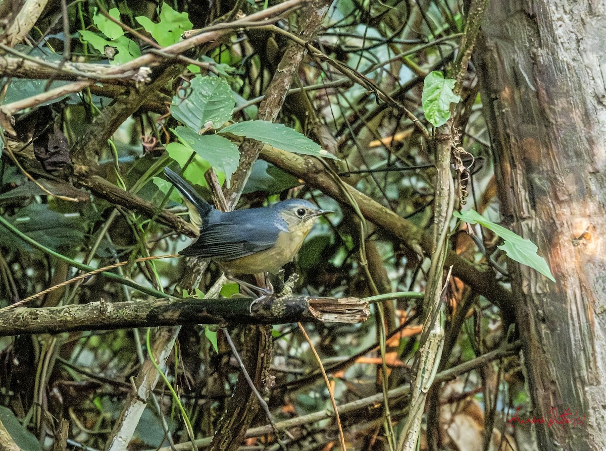 Firethroat - ML646454566