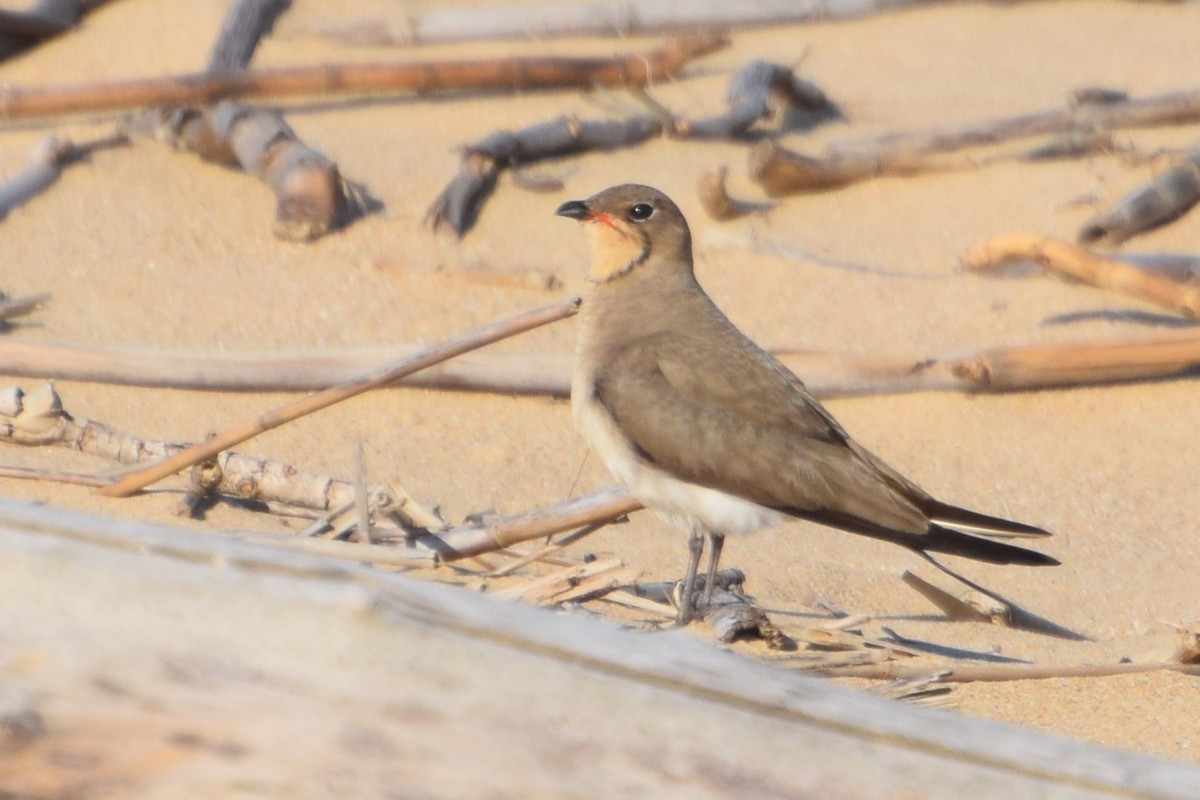 ouhorlík stepní - ML646454574