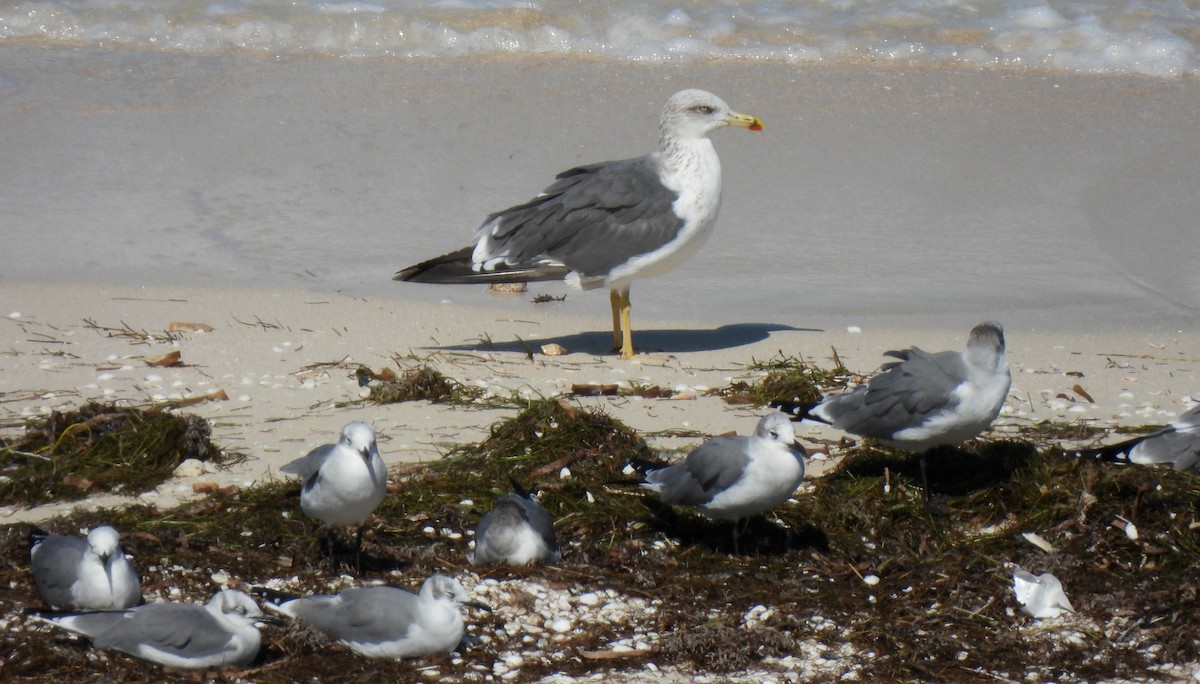 Lesser Black-backed Gull - ML646454577