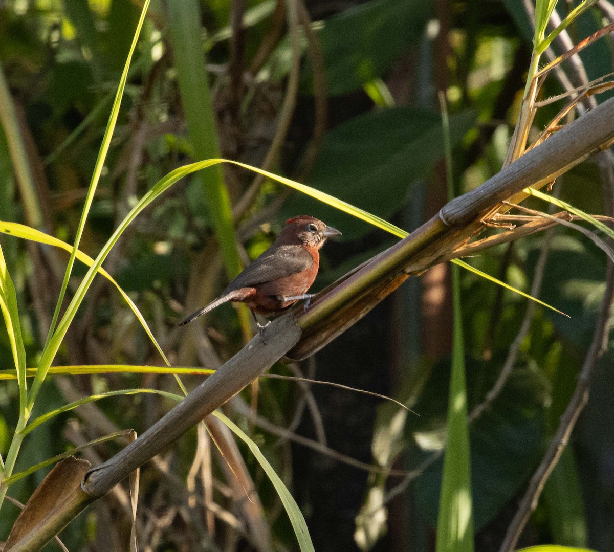 Red-crested Finch - ML646454578
