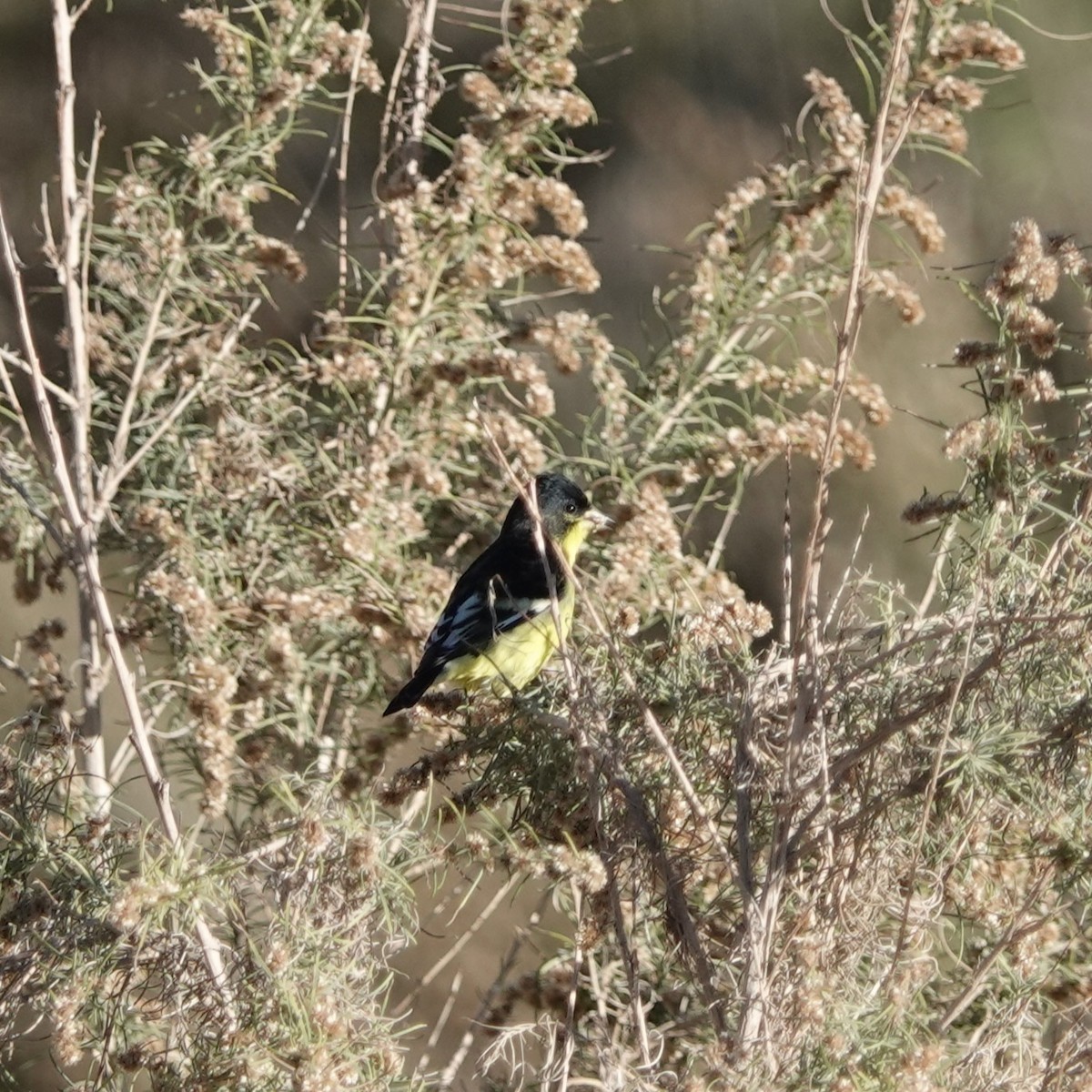 Lesser Goldfinch - ML646454583