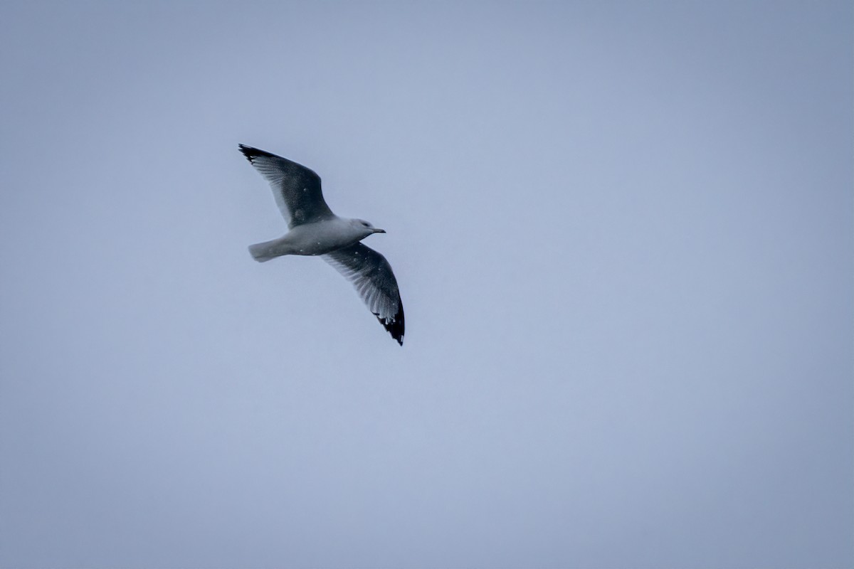 Ring-billed Gull - ML646454585
