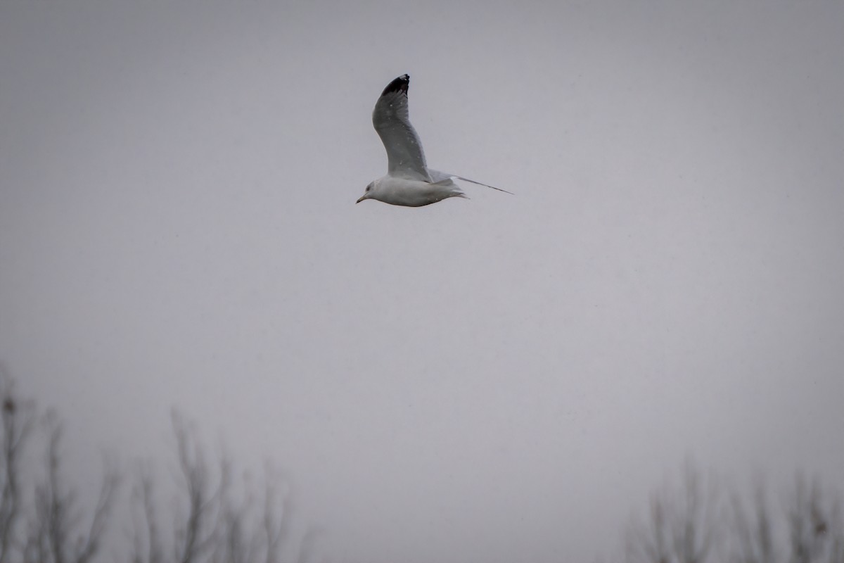 Ring-billed Gull - ML646454587