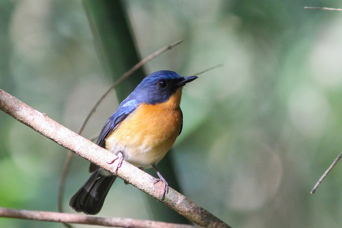 山藍仙鶲 - ML646454589