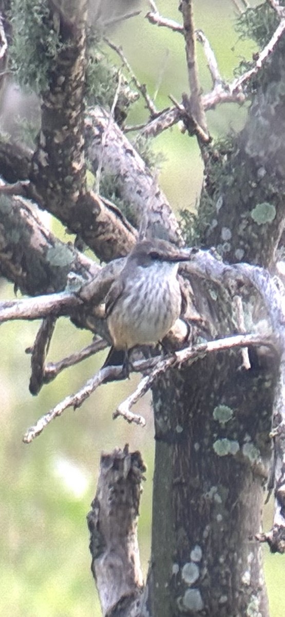 Rubintyrann - ML646454590