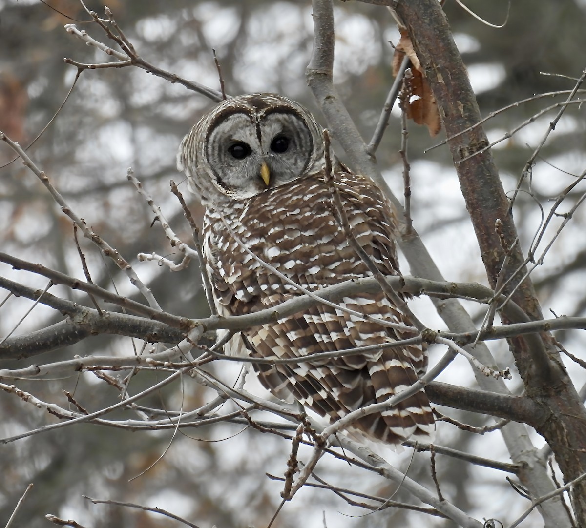 Barred Owl - ML646454591