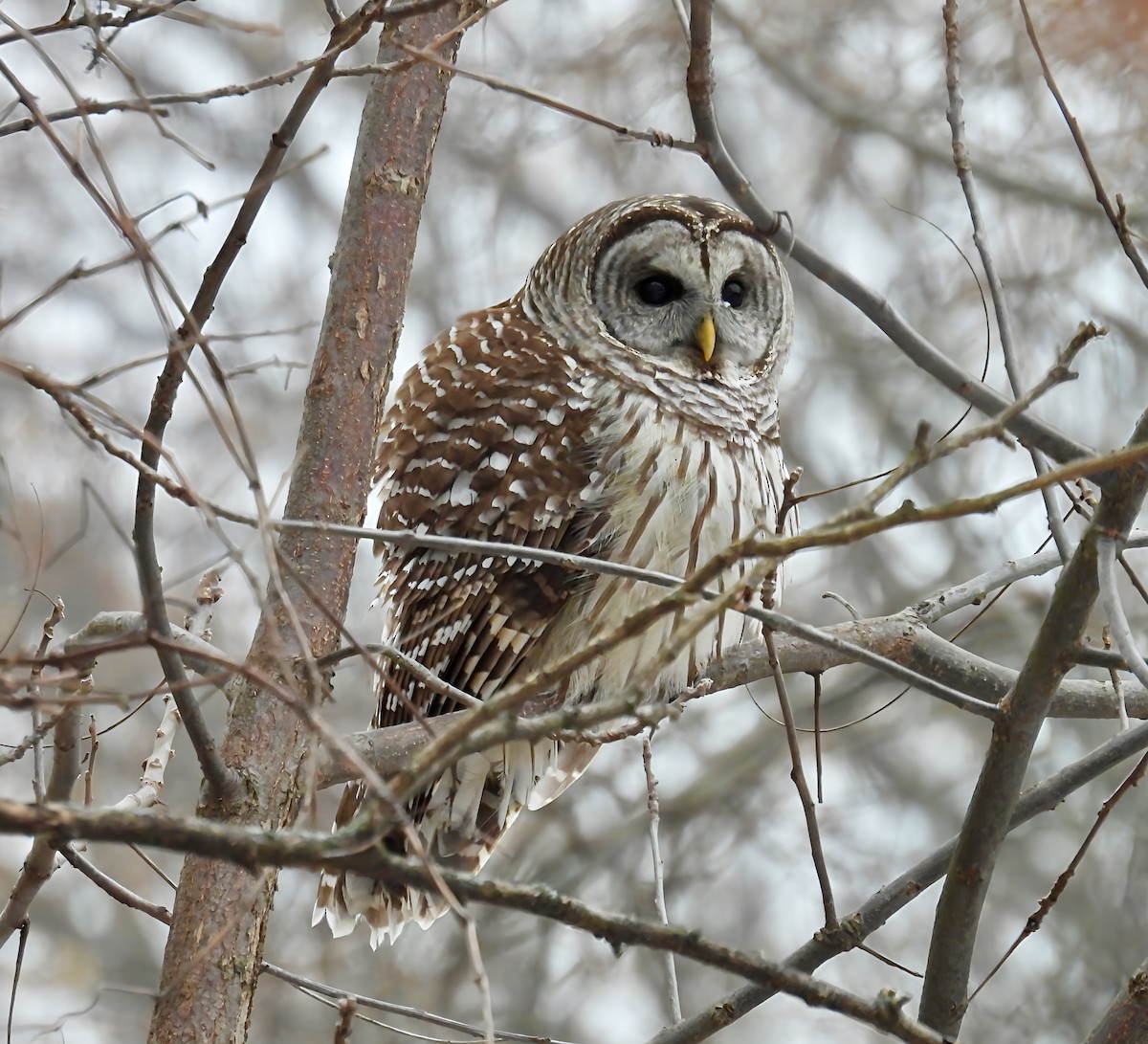 Barred Owl - ML646454592