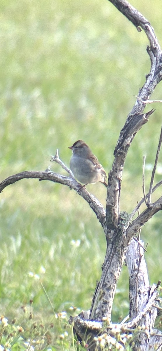 Dachsammer - ML646454597