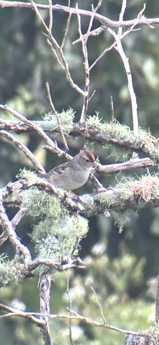 Dachsammer - ML646454598