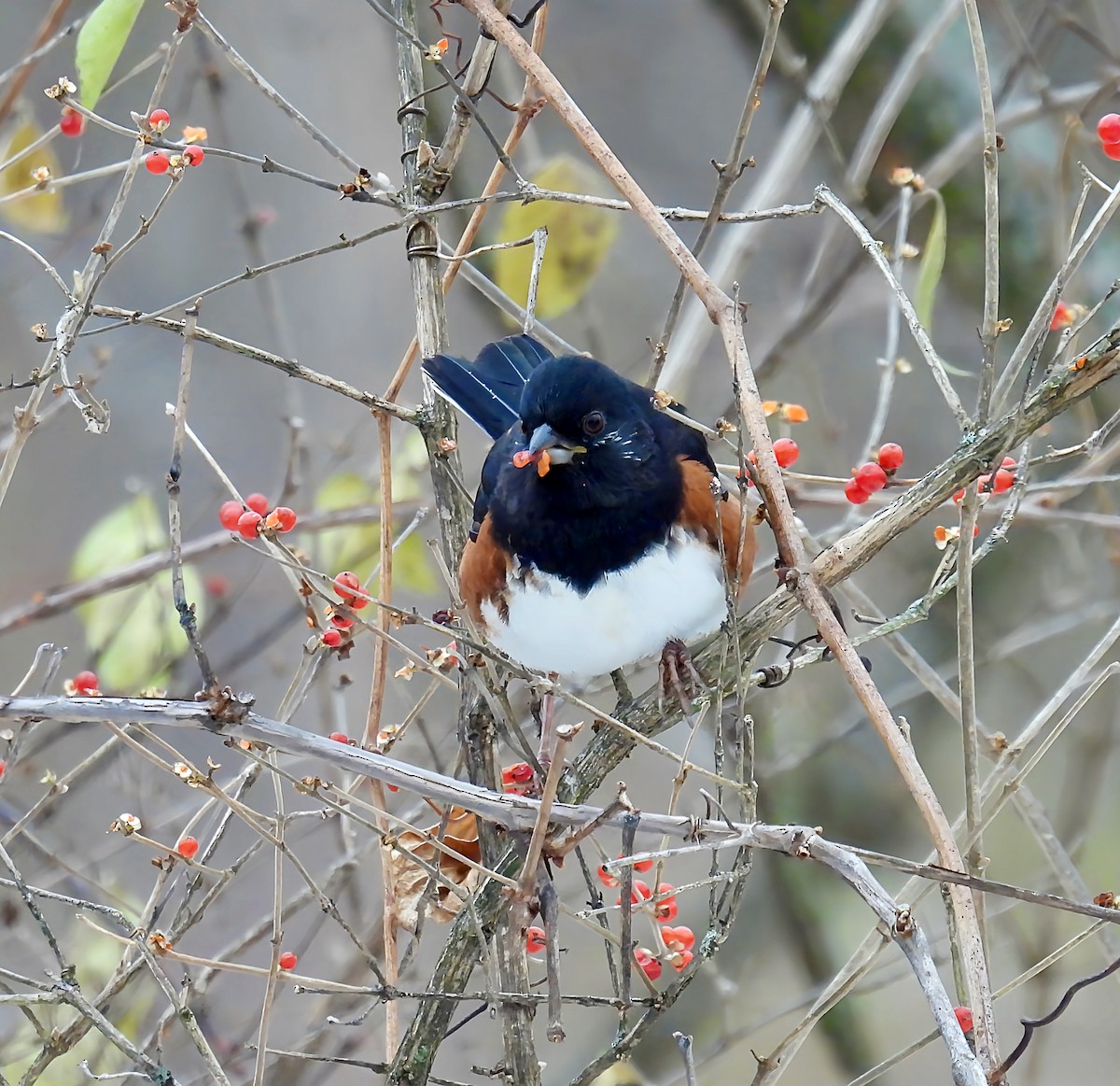 Eastern Towhee - ML646454599