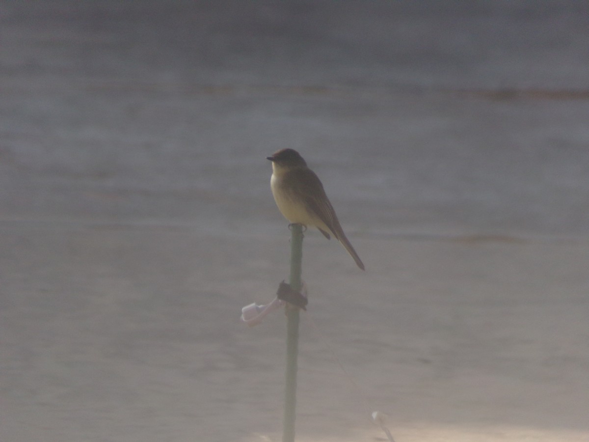 Eastern Phoebe - ML646454601