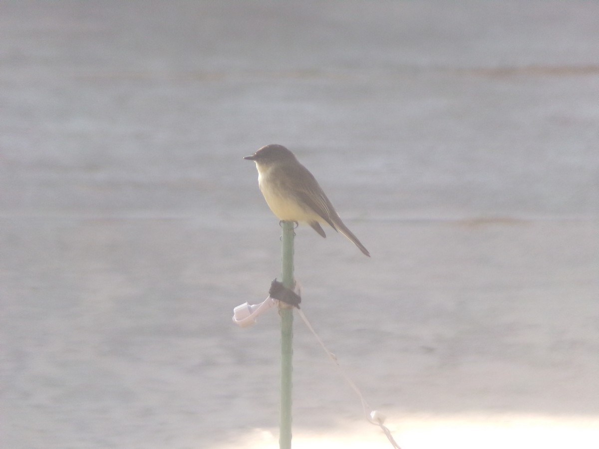 Eastern Phoebe - ML646454602