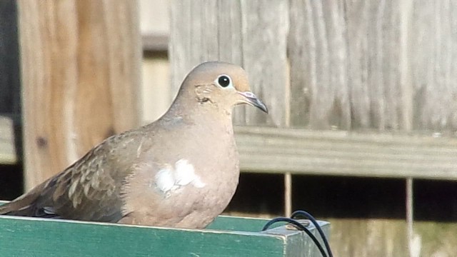 hrdlička karolínská - ML646454605