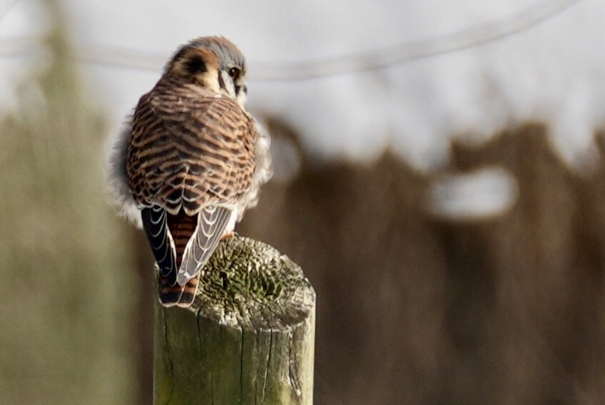 American Kestrel - ML646454606