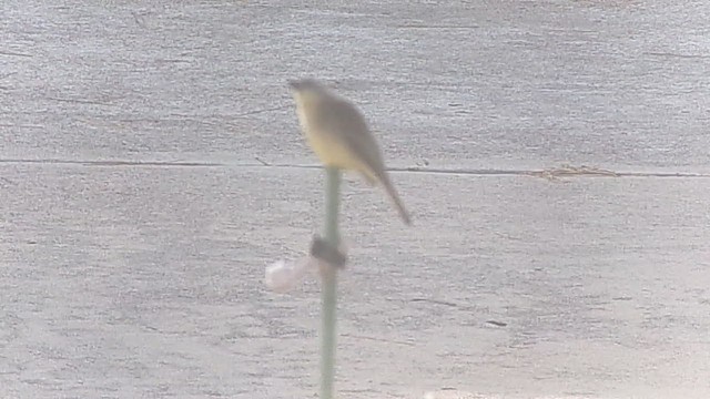 tyranovec domácí - ML646454607