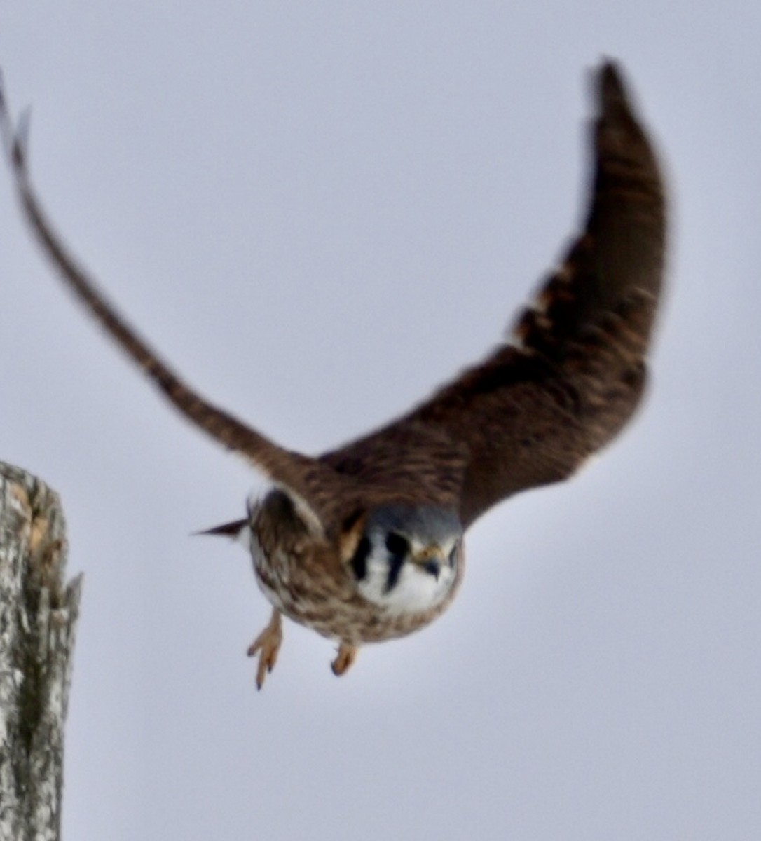 American Kestrel - ML646454608