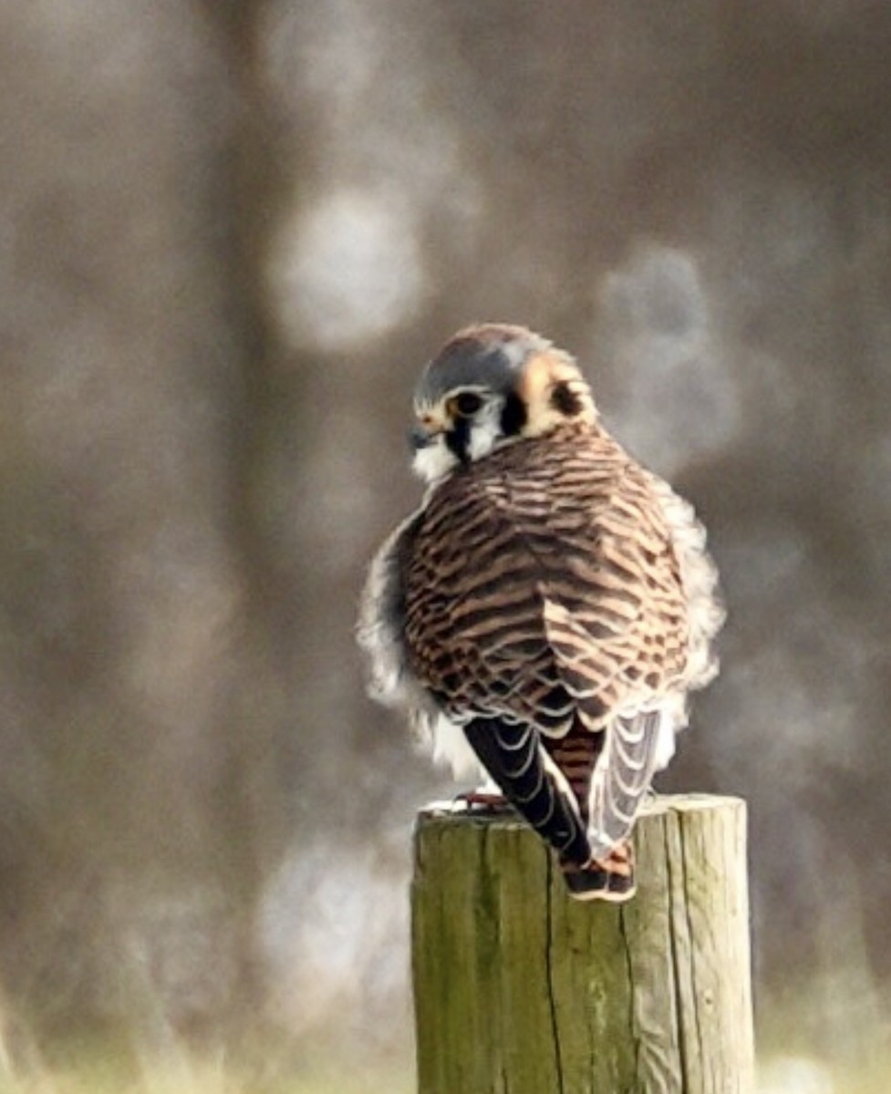 American Kestrel - ML646454609