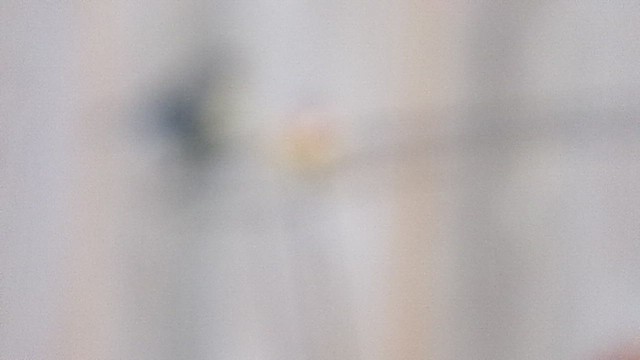 lesňáček žlutoskvrnný (ssp. coronata) - ML646454611