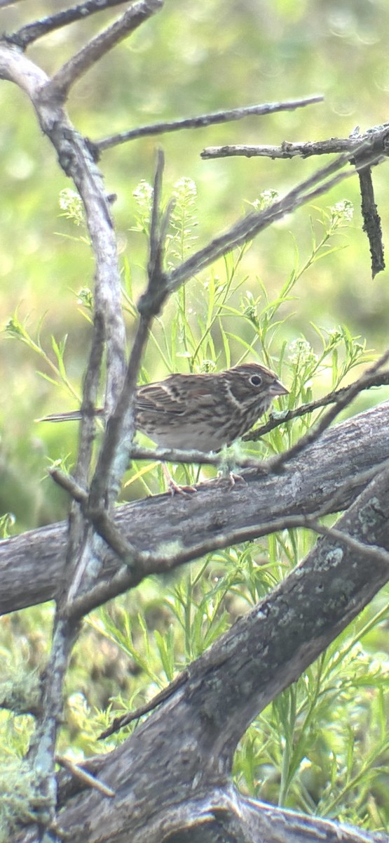 Vesper Sparrow - ML646454612