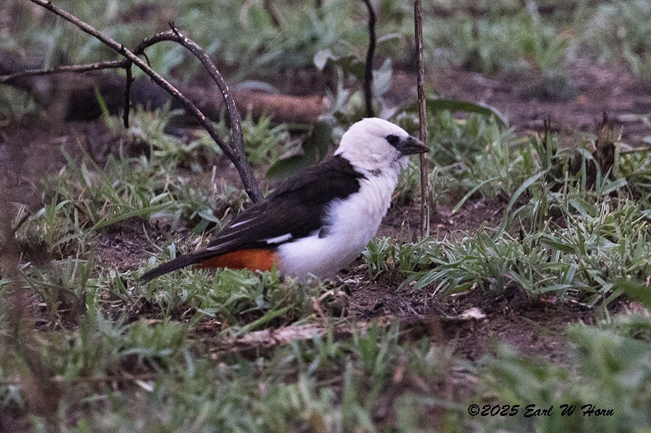 White-headed Buffalo-Weaver - ML646454613
