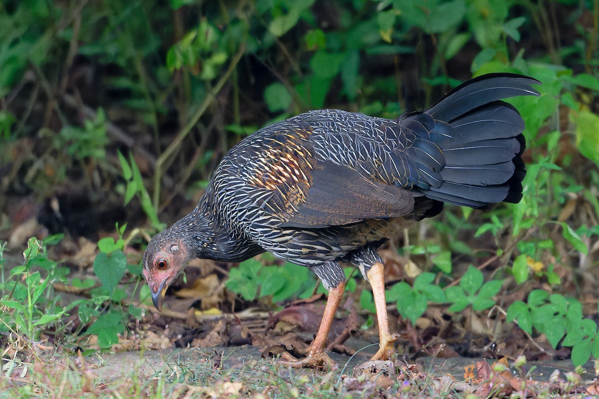 Gray Junglefowl - ML646454616