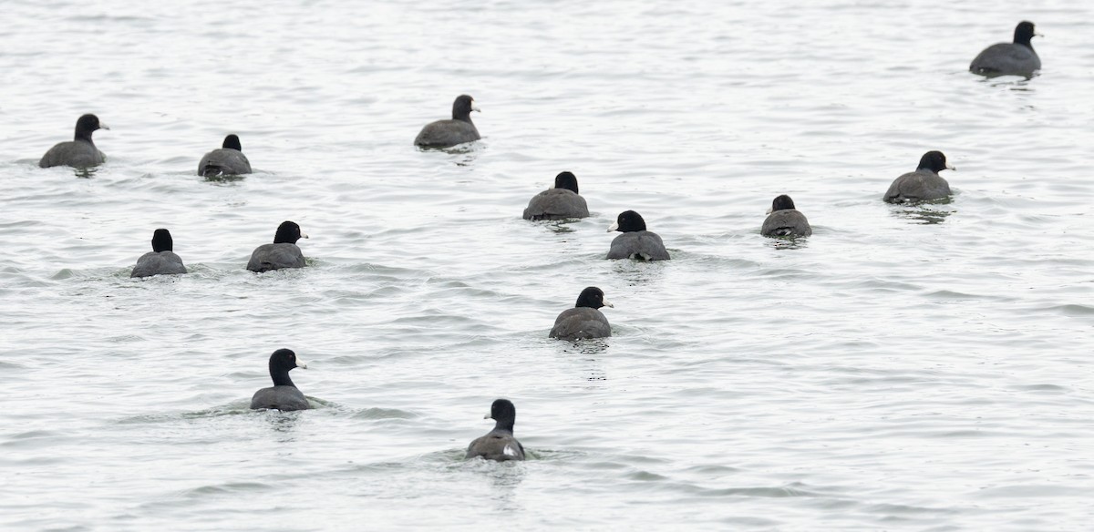 American Coot - ML646454617