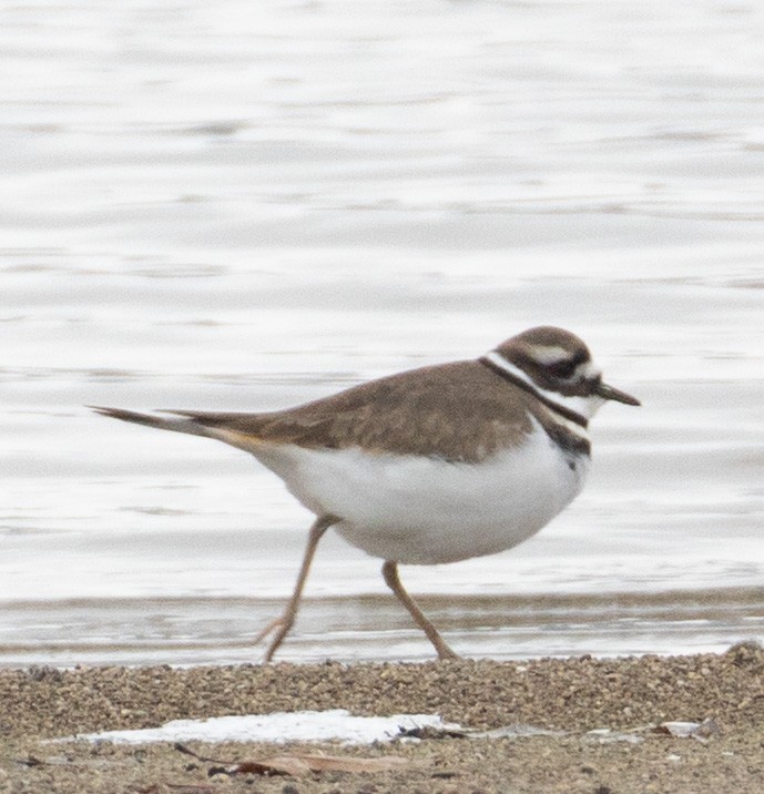 Killdeer - ML646454623